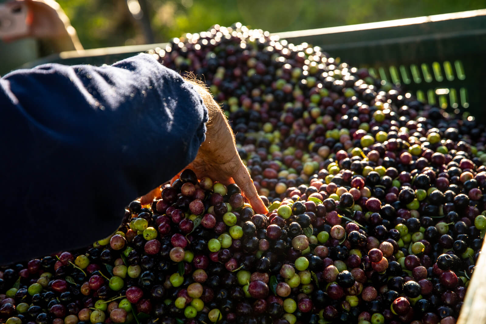 Culture of Olive Oil - Casolare Bio